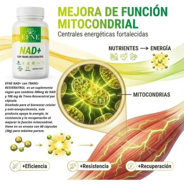 03_efne_nad_1000x1000.webp