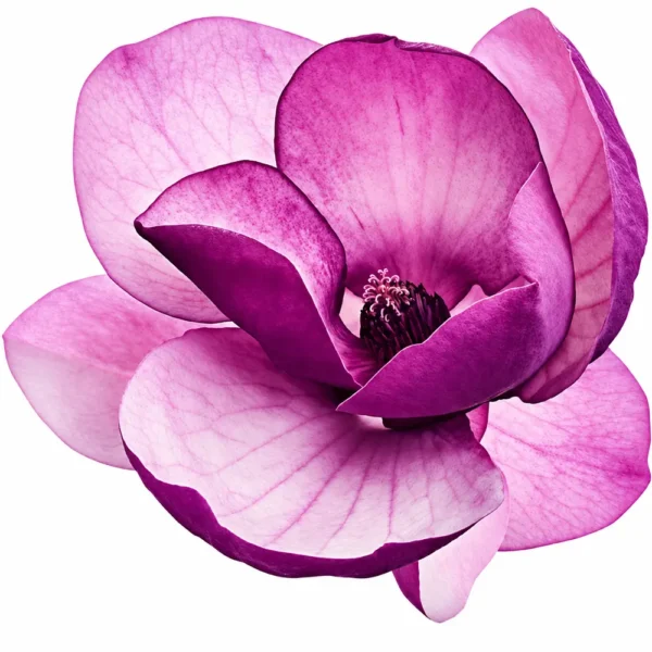 04_puntomatic_flor.webp